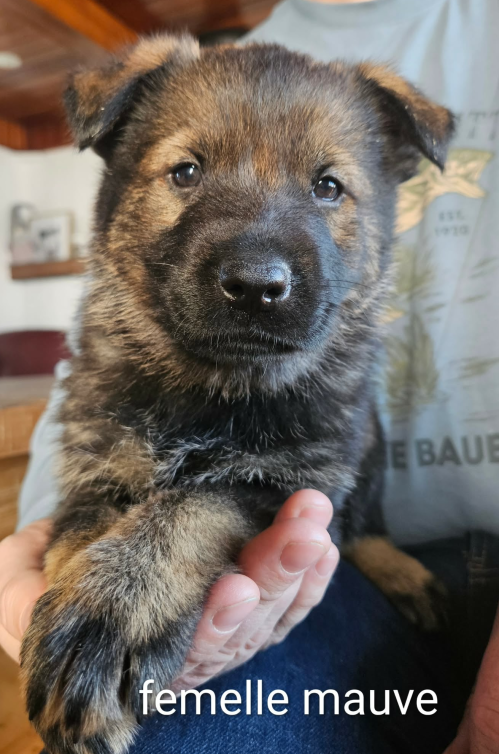 chiot-femelle-mauve-2026.png