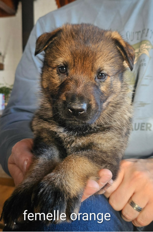 chiot-femelle-orange-2026.png