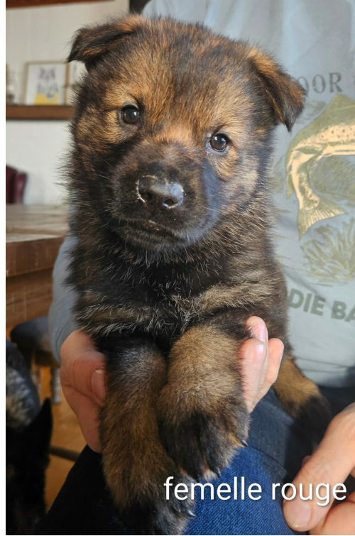 chiot-femelle-rouge-2026.png