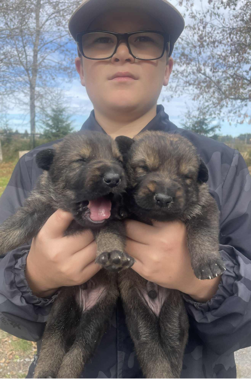 chiots-mathilde-jeremy-1.png