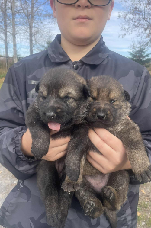 chiots-mathilde-jeremy-2.png