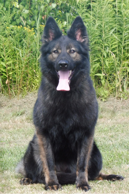 Jetta-femelle-berger-allemand