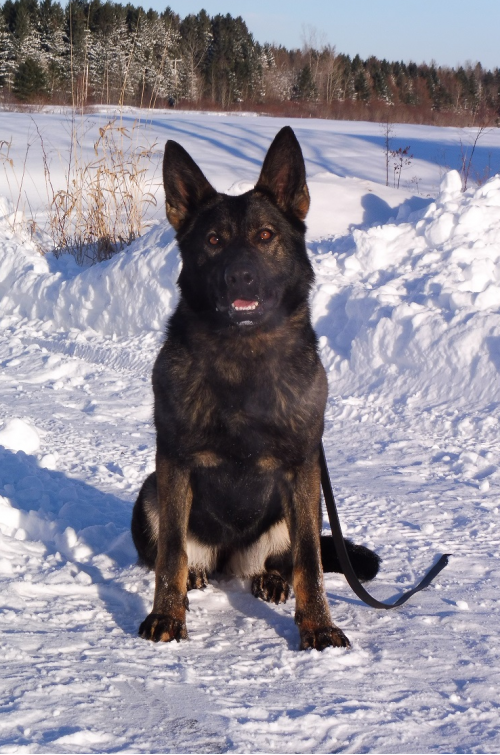 Kira-femelle-berger-allemand