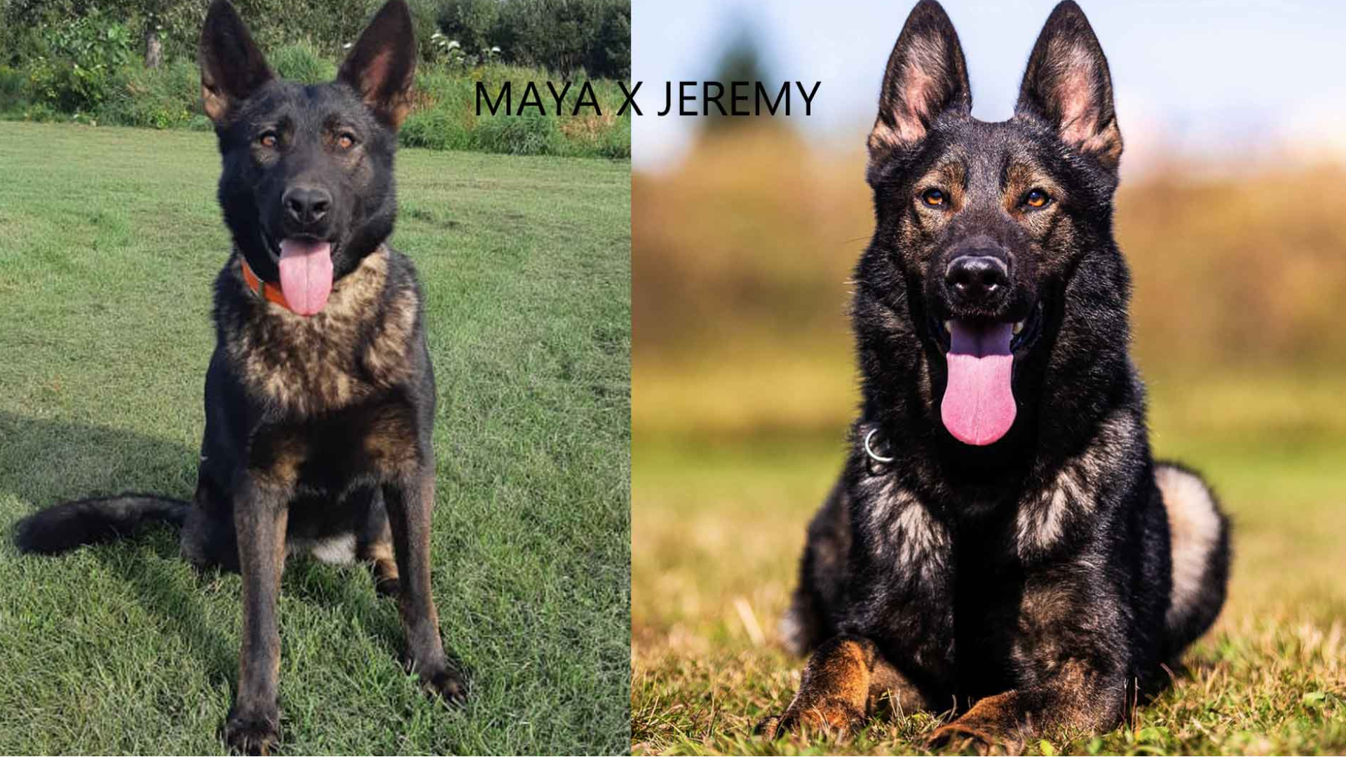 maya-x-jeremy.png