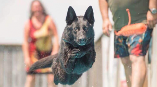 Dejuco est un élevage professionnel de Bergers Allemands lignée 100%. Nos chiens proviennent des meilleures lignées de la République Tchèque et de l’Allemagne.